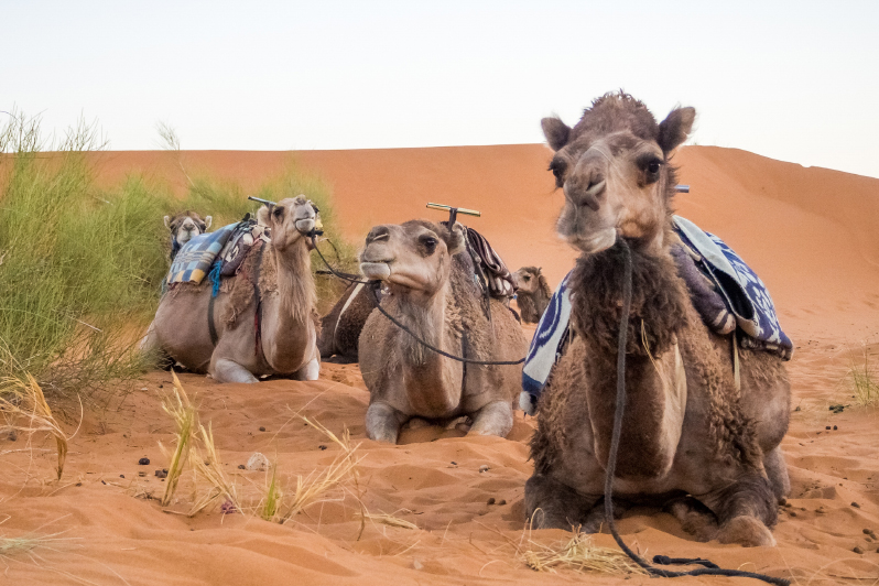 Saftari Dubai Desert Family Gathering